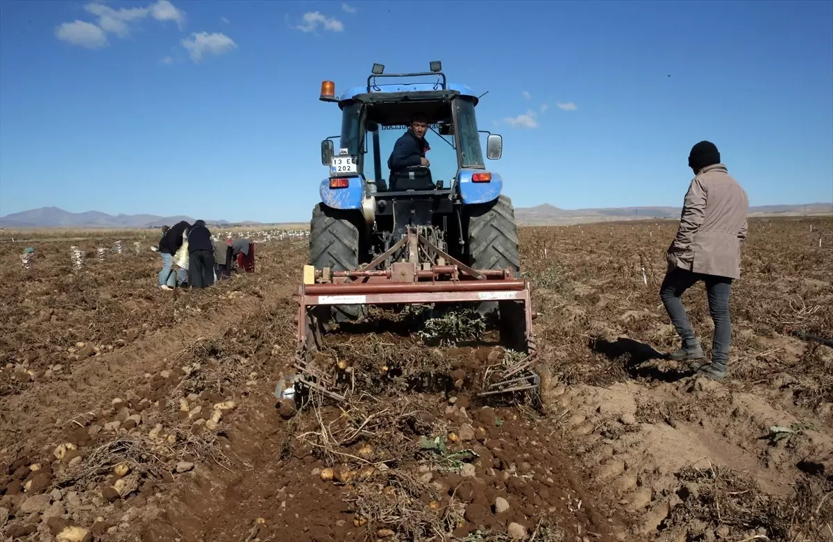 Ahlat’ta Patates Hasadı Sevindiriyor