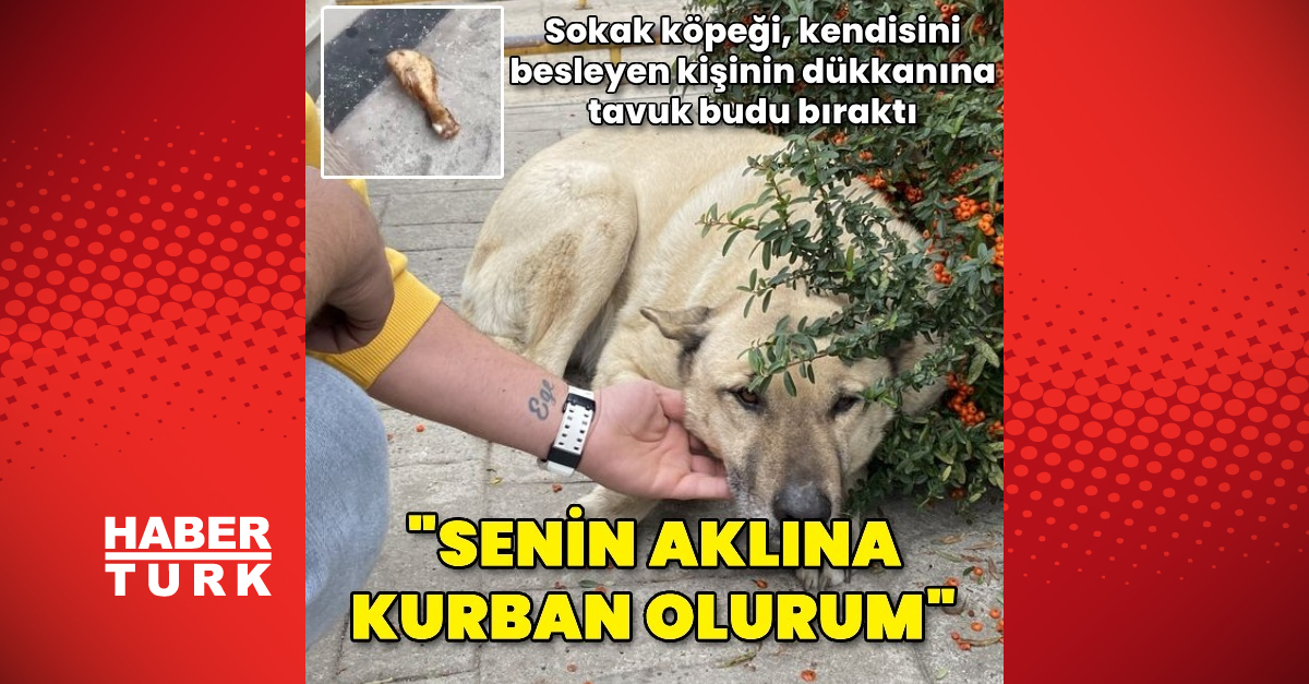 Sokak köpeği, kendisini besleyen kişinin dükkanına tavuk budu bıraktı
