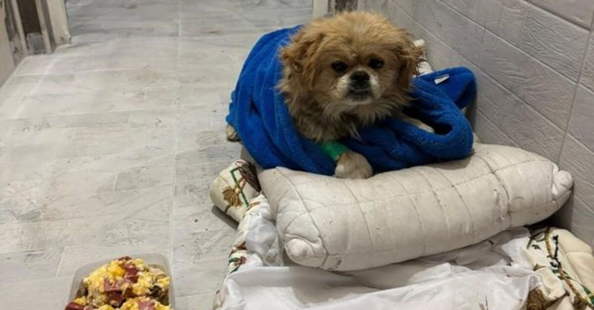 Kadının iple ayaklarını bağladığı köpeği çöpe attığı anlar güvenlik kamerasına yansıdı