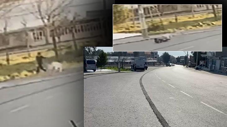 İzmir’de sokak köpeğinin saldırısına uğrayan çocuk yaralandı!