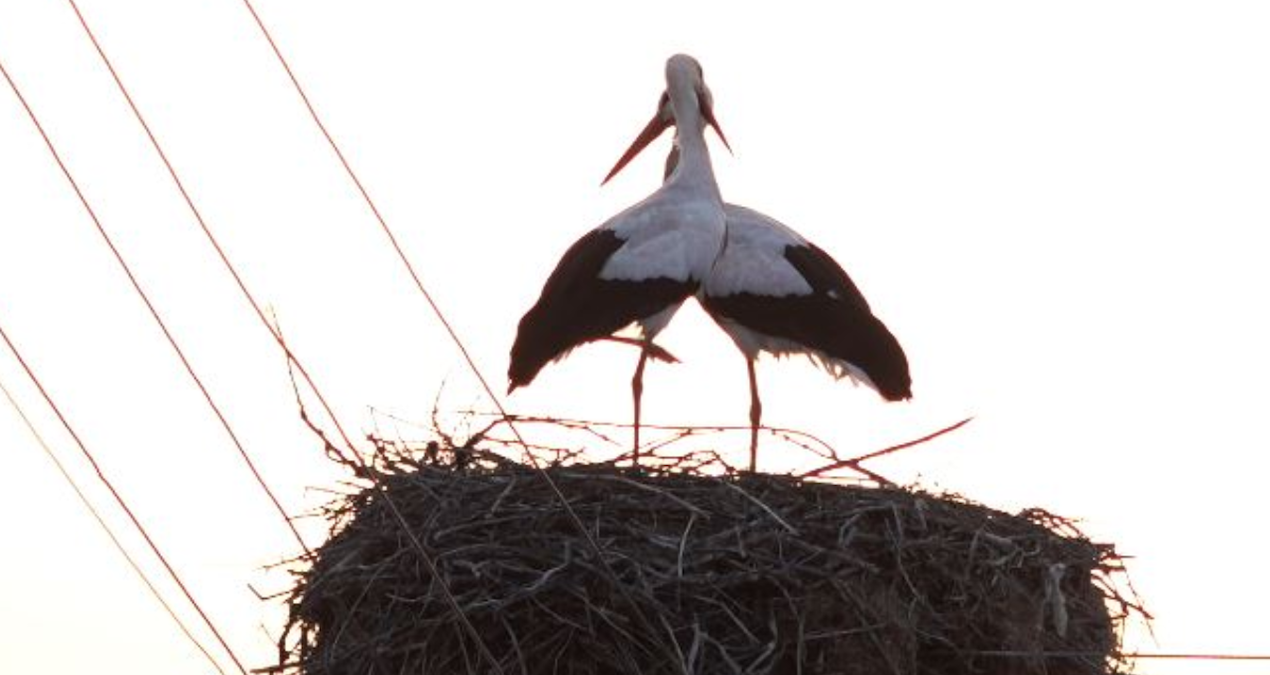 Tunceli’de 2 leylek canları istemiyor diye 6 yıldır göç etmiyor